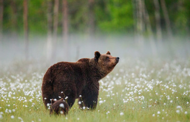 Brown bear stands in a forest clearing with white flowers against a background of forest and fog....