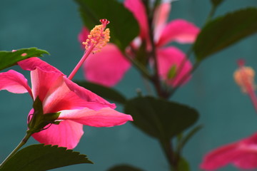 pink hibiscus flower