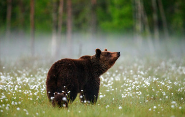 Brown bear stands in a forest clearing with white flowers against a background of forest and fog....
