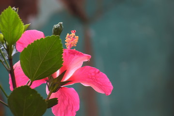 butterfly on a flower