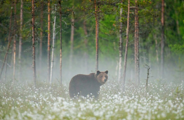 Brown bear stands in a forest clearing with white flowers against a background of forest and fog....