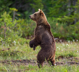 Obraz na płótnie Canvas Brown bear is standing in a forest glade. Funny pose. White Nights. Summer. Finland.