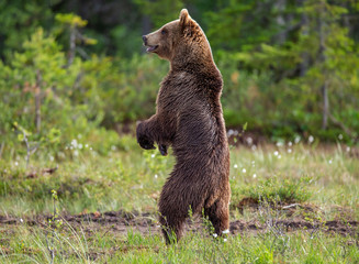 Brown bear is standing in a forest glade. Funny pose. White Nights. Summer. Finland.