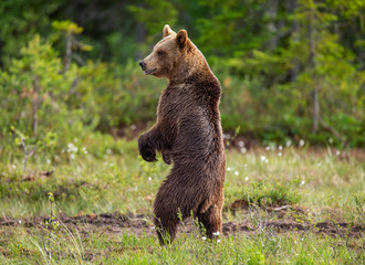 Fototapeta premium Brown bear is standing in a forest glade. Funny pose. White Nights. Summer. Finland.
