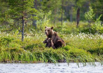 She-bear with cubs on the shore of a forest lake. White Nights. Summer. Finland.