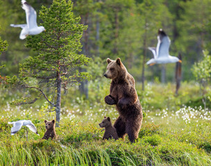 She-bear with cubs in a forest glade. White Nights. Summer. Finland.