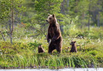 She-bear with cubs in a forest glade. White Nights. Summer. Finland. © gudkovandrey