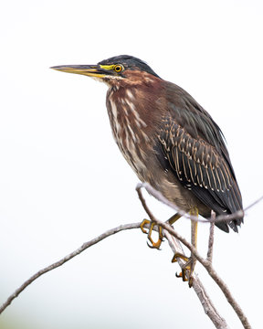 Green Heron