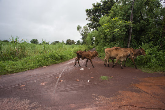 Asian Cows In North East  Thailand