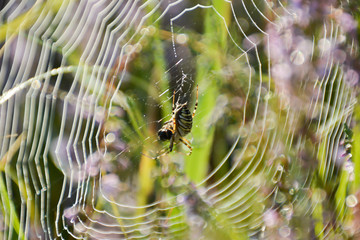 Spider with prey on the web