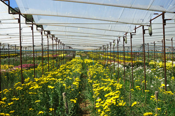 Beautiful garden of Chrysanthemum flowers