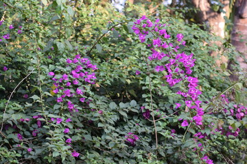 purple flowers in the garden