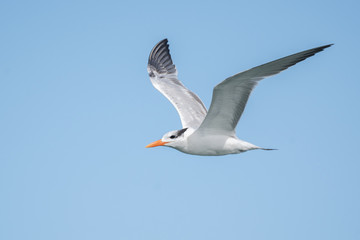 Fototapeta na wymiar Royal Tern