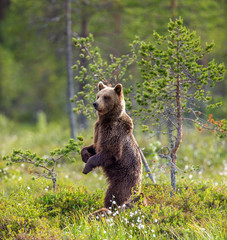 Brown bear in a forest glade is standing on its hind legs. White Nights. Summer. Finland. © gudkovandrey