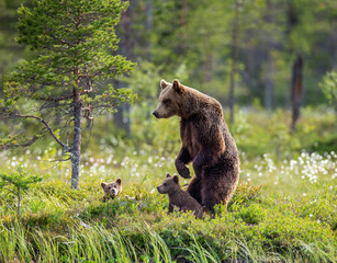 Fototapeta na wymiar She-bear with cubs in a forest glade. White Nights. Summer. Finland.