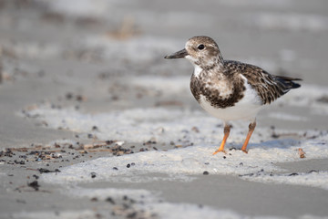 Ruddy Turnstone