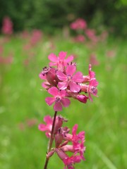 Obraz premium Flower