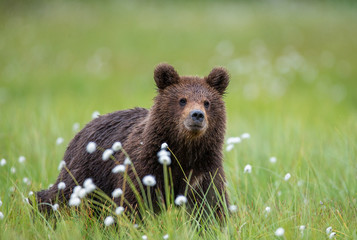 Brown bear in a forest glade surrounded by white flowers. White Nights. Summer. Finland.