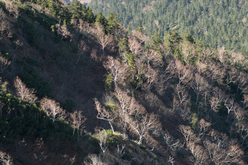 The mountain slope with bare trees
