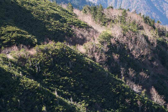 The mountain slope with bare trees