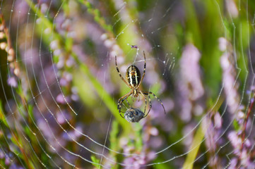 Spider with prey on the web