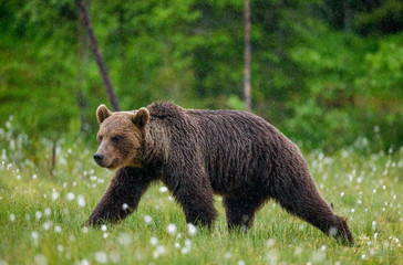 Brown bear is walking through a forest glade. Close-up. Summer. Finland.