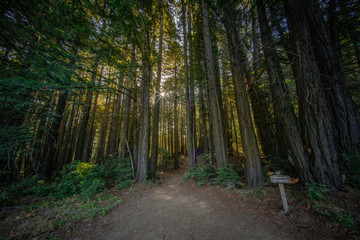 Obraz premium Forest