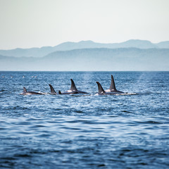 Killer Whales pod in British Columbia, Canada