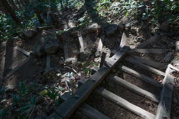 A wooden footpath in the forest