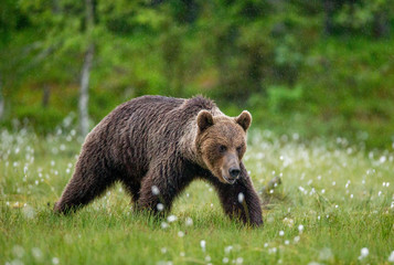 Fototapeta premium Brown bear is walking through a forest glade. Close-up. Summer. Finland.