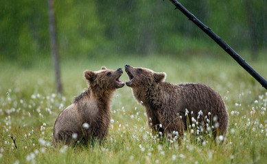 Two young brown bears are playing in a forest clearing with each other.. Summer. Finland.