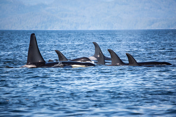 Killer Whales pod in British Columbia, Canada