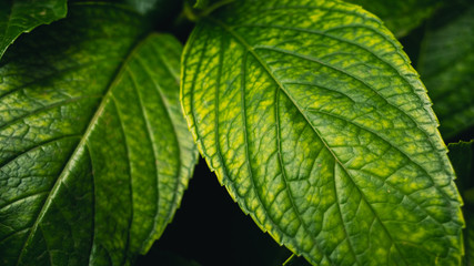 green leaf of a tree