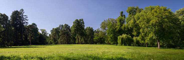 Nice sunny day summer forest panorama green nature ecology