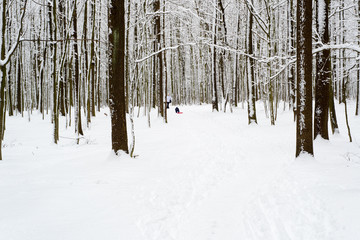 Fototapeta premium frosty winter woodlands