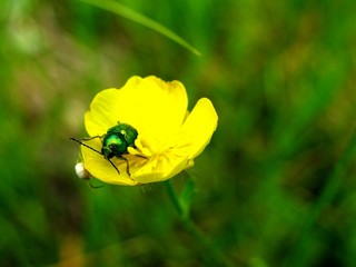 Insect