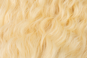 Blond wavy hair pattern. Top view.