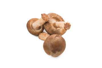 Shitake mushroom isolated on white.