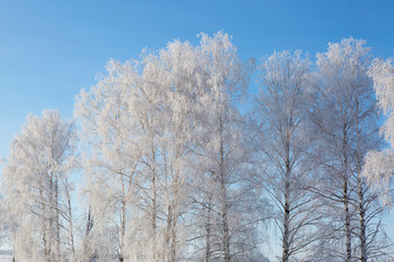 Birch forest in winter