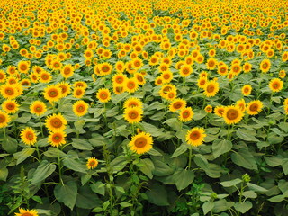 咲き誇るひまわり