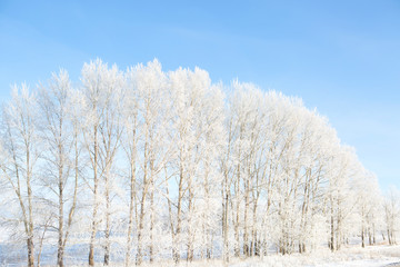 Obraz na płótnie Canvas Winter park in snow