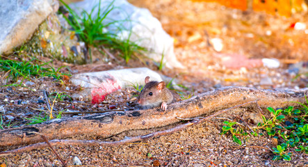 Fototapeta na wymiar Rats looking for food in the sea beach at morning