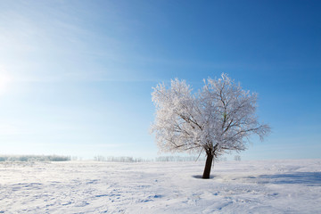 Fototapeta na wymiar Birch forest in winter