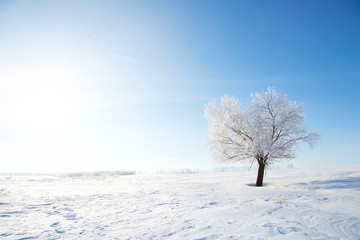 Fototapeta na wymiar Frozen tree on winter field and blue sky