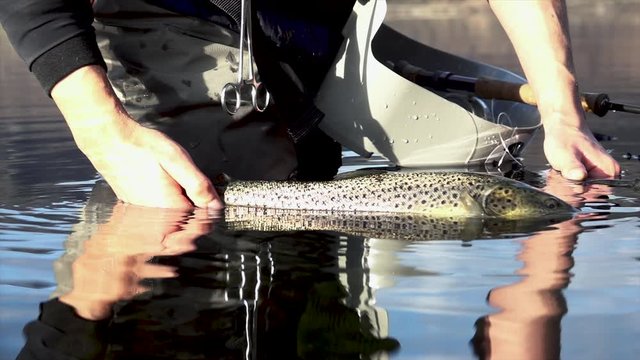 Angler holding sea run brown trout in the water surface. Close up and slow motion