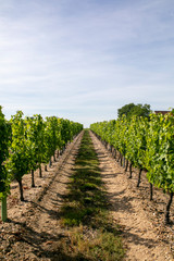 Fototapeta na wymiar a woman in a vineyard 