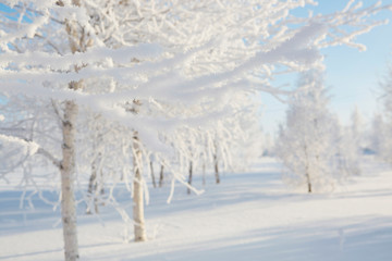 Fototapeta na wymiar Wintry landscape with snowy trees.
