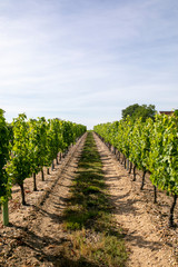 Fototapeta na wymiar a woman in a vineyard 