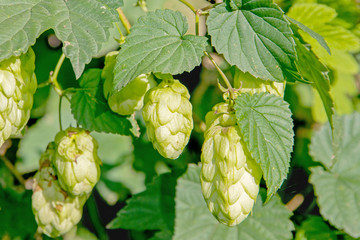 green hops with leaves