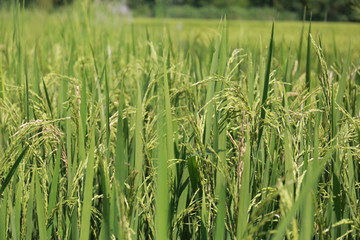  Close up of green paddy rice. Green ear of rice in paddy rice field 